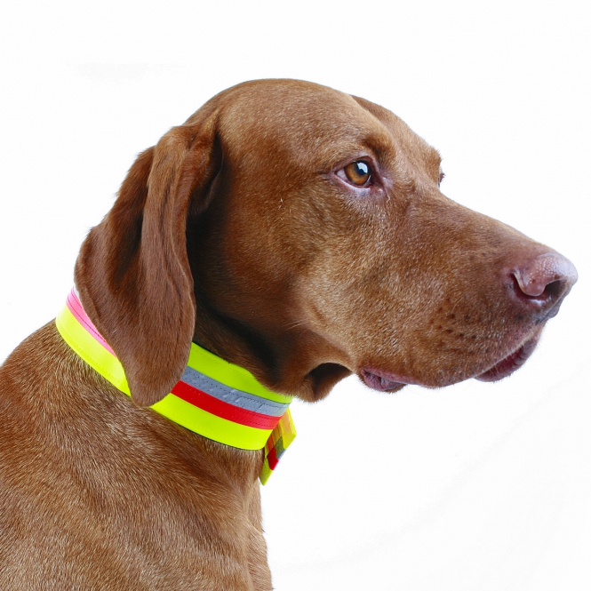 HundeSignalhalsung Klettband 5cm