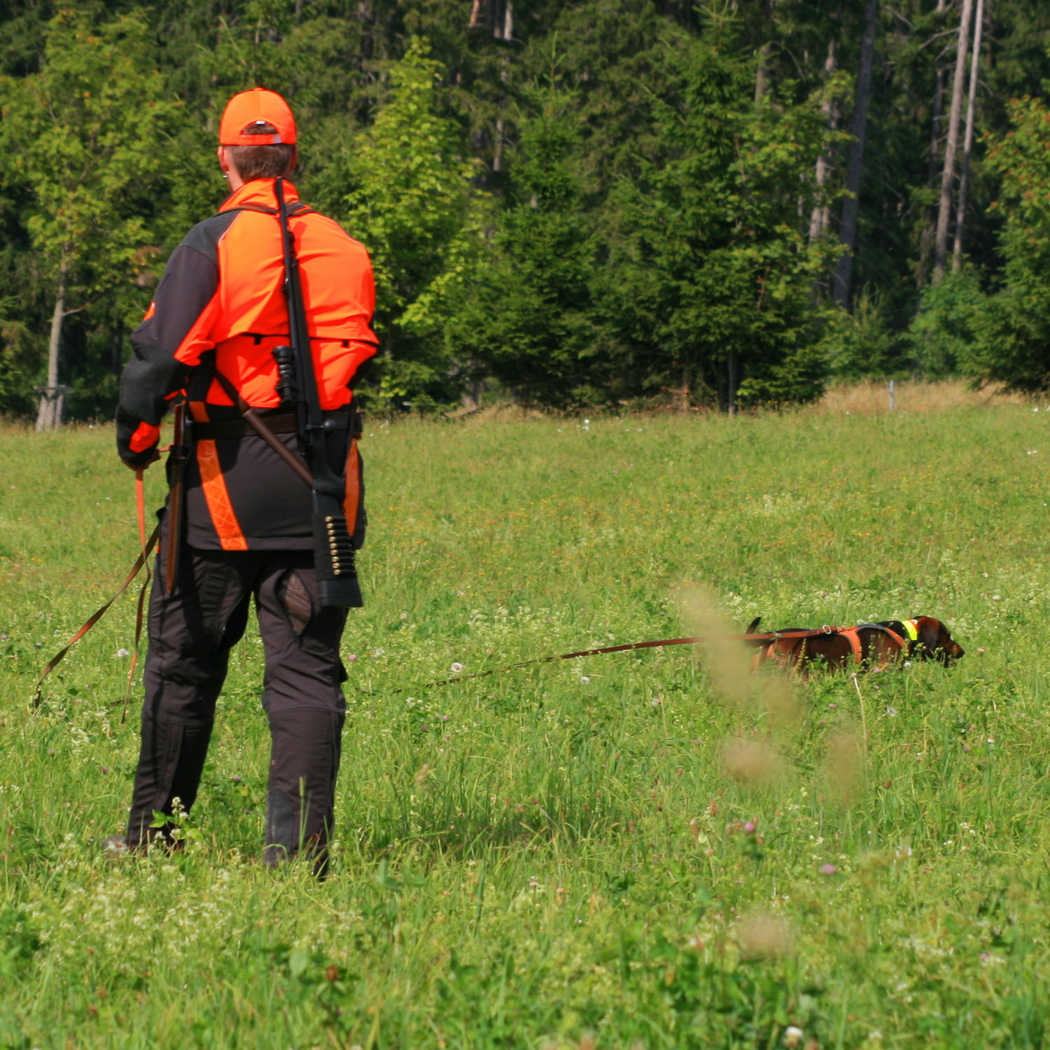 Wild und hund bekanntschaften