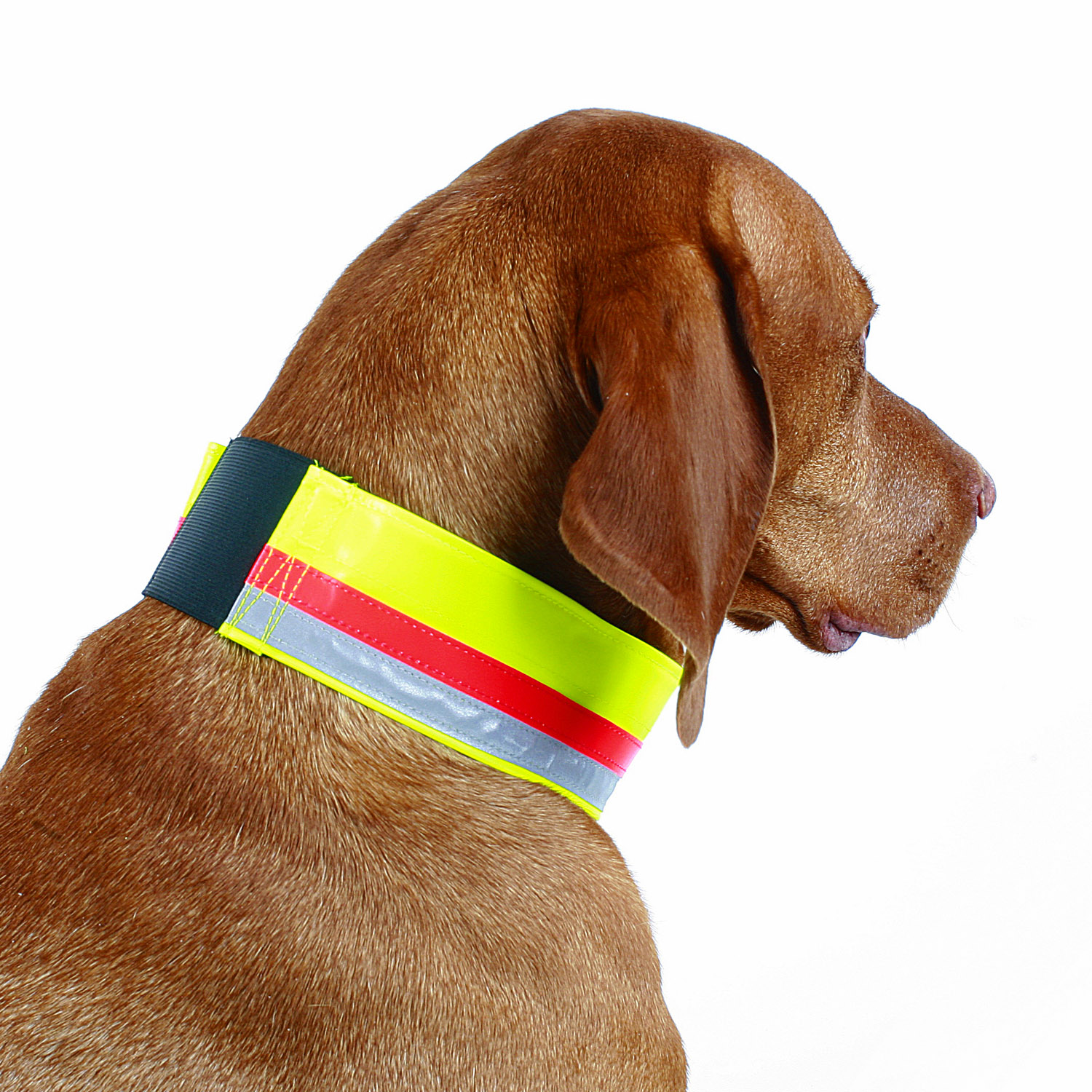 Kombi Dog Collar Kombi Dog Collar